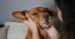 Golden Retriever Getting Ears Scratched By Owner