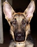 Close up Shot of Piper the German Shepherd Allentown Animal Clinic