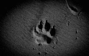 Paw print on cement