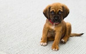 Small puppy sitting down