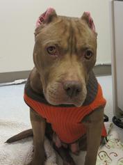 Read more about the article Pit Bull in Allentown Found Beaten by Hatchet