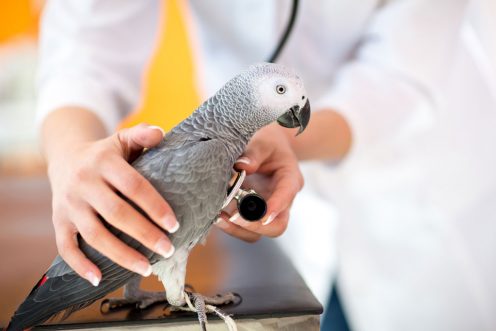 Exotic bird getting treated by vet