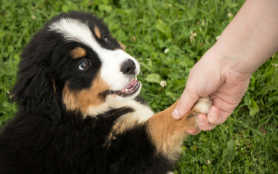 Read more about the article Responsible Dog Ownership Day