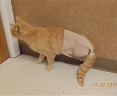 Injured Golden Tabby